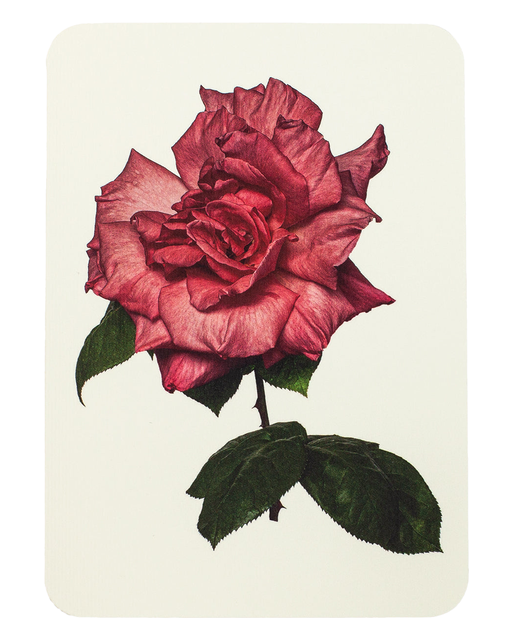 Garden Rose Notecard.