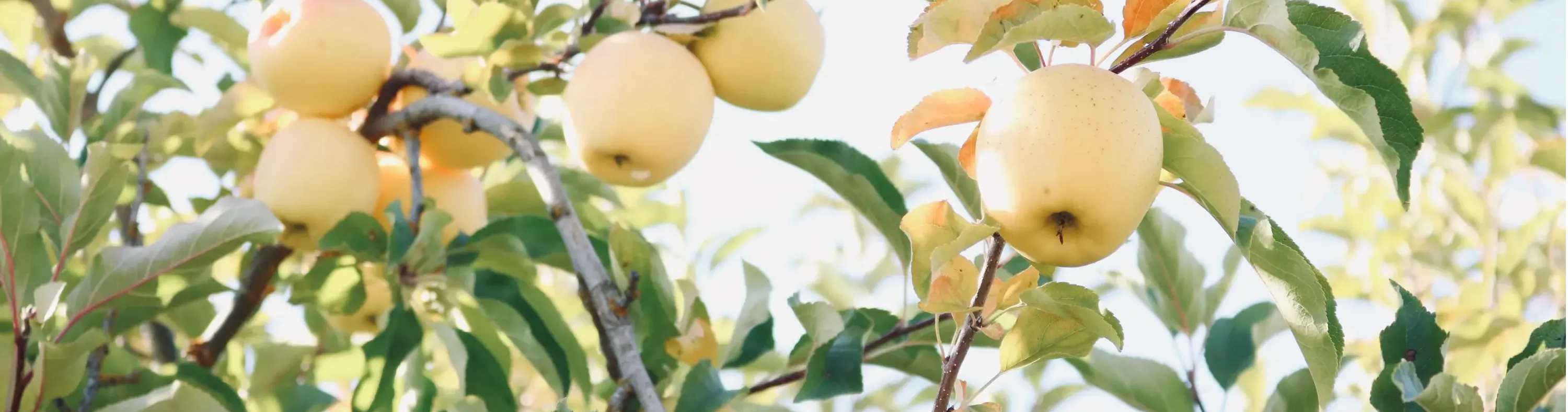 lavori in frutteto, alberi da frutto, cosa fare in frutteto a maggio, cura alberi da frutto