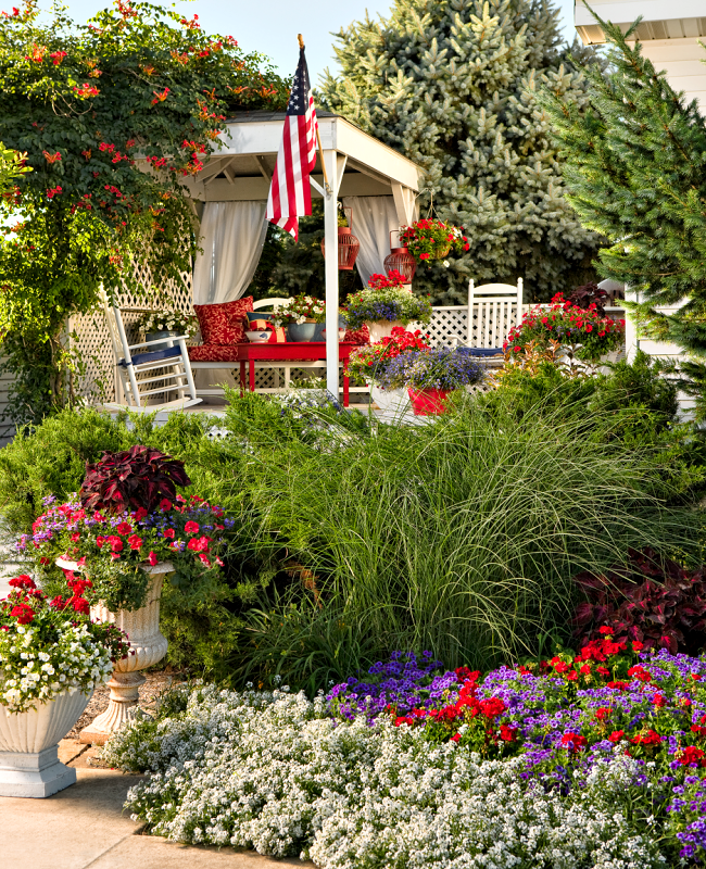 25% off red white and blue plants