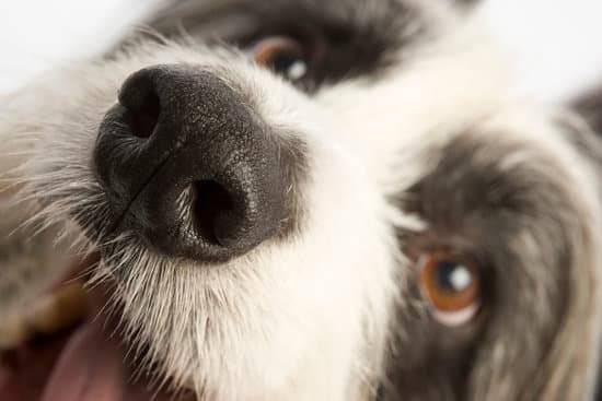 Up close dog nose and eyes