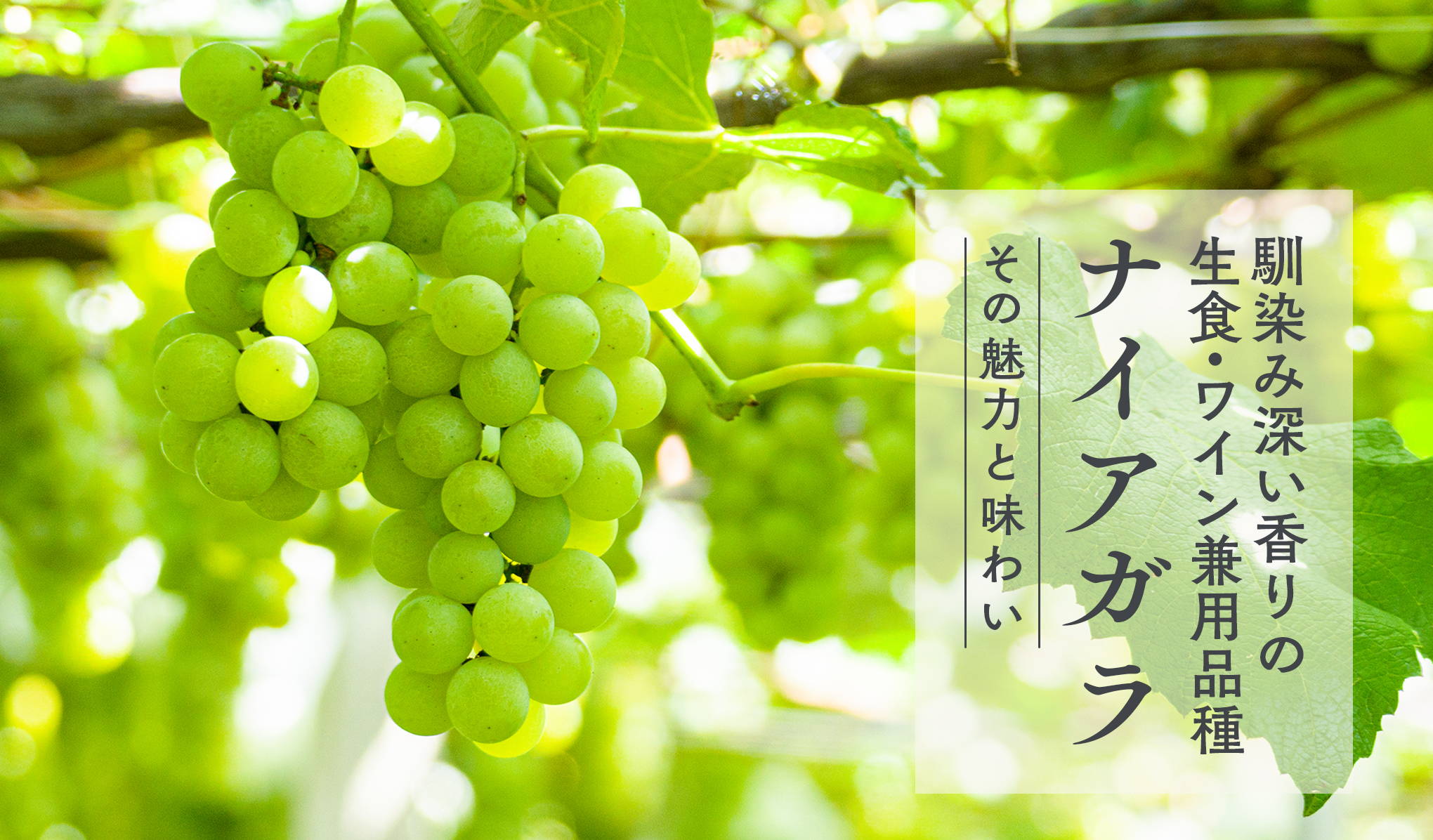 馴染み深い香りの生食 ワイン兼用品種 ナイアガラ Wa Syu 日本ワイン限定通販
