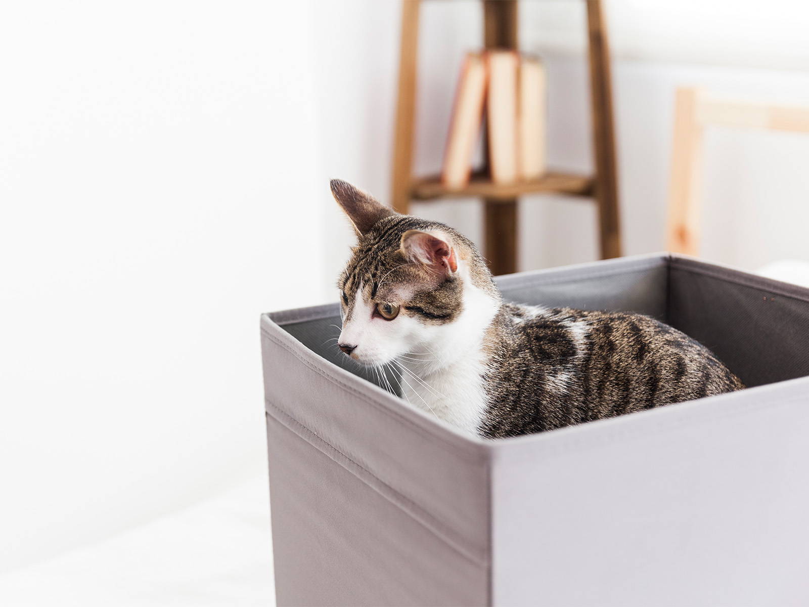 Katze lauert in einer Box