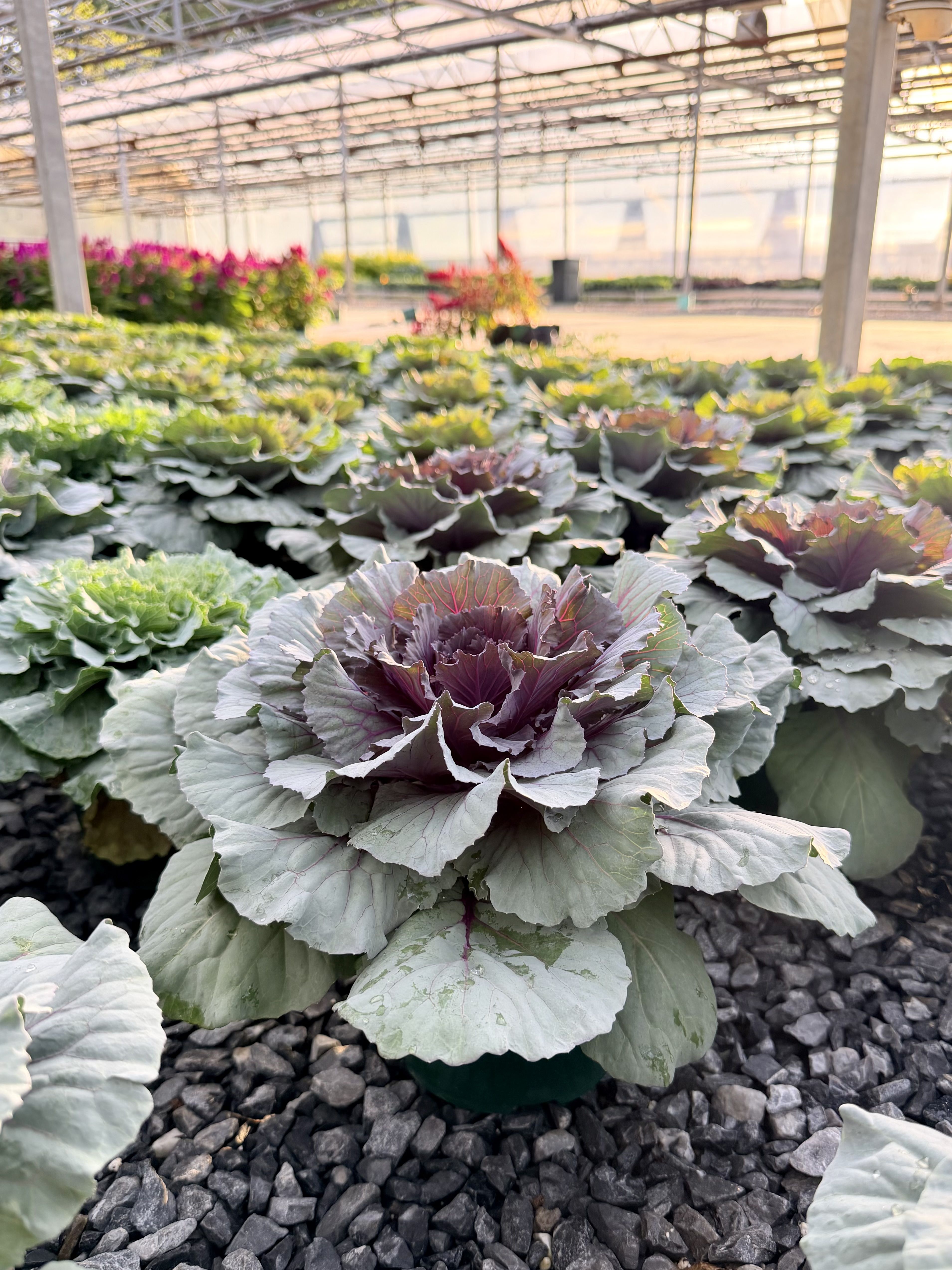 Colorful ornamental cabbages growing in a greenhouse setting.