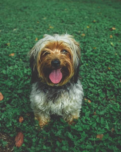 Adorable dog playing in grass