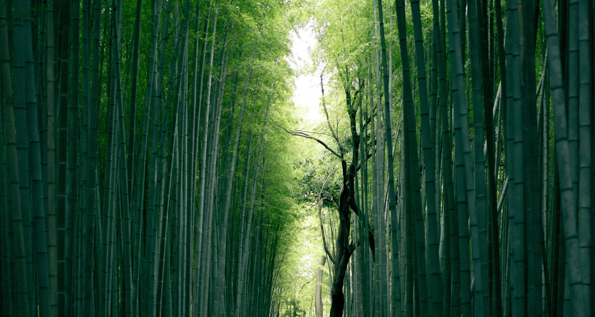 A tree sprouts up in the middle of a small clearing in a thick, green, bamboo forest. 