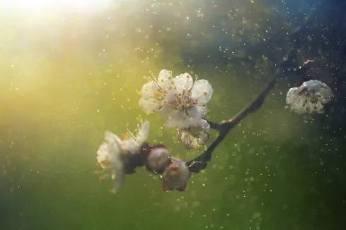 Afbeelding van een bloem en pollen in de lucht
