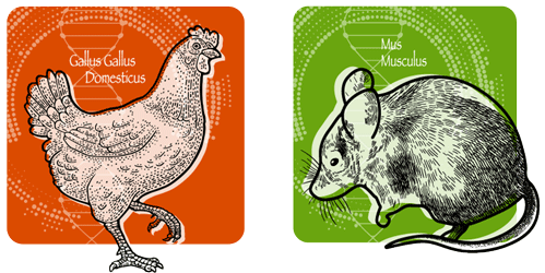 Illustration of chicken and mouse in custom antibody services