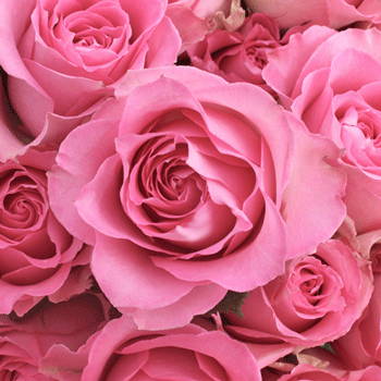 Pink Roses - What do pink roses mean