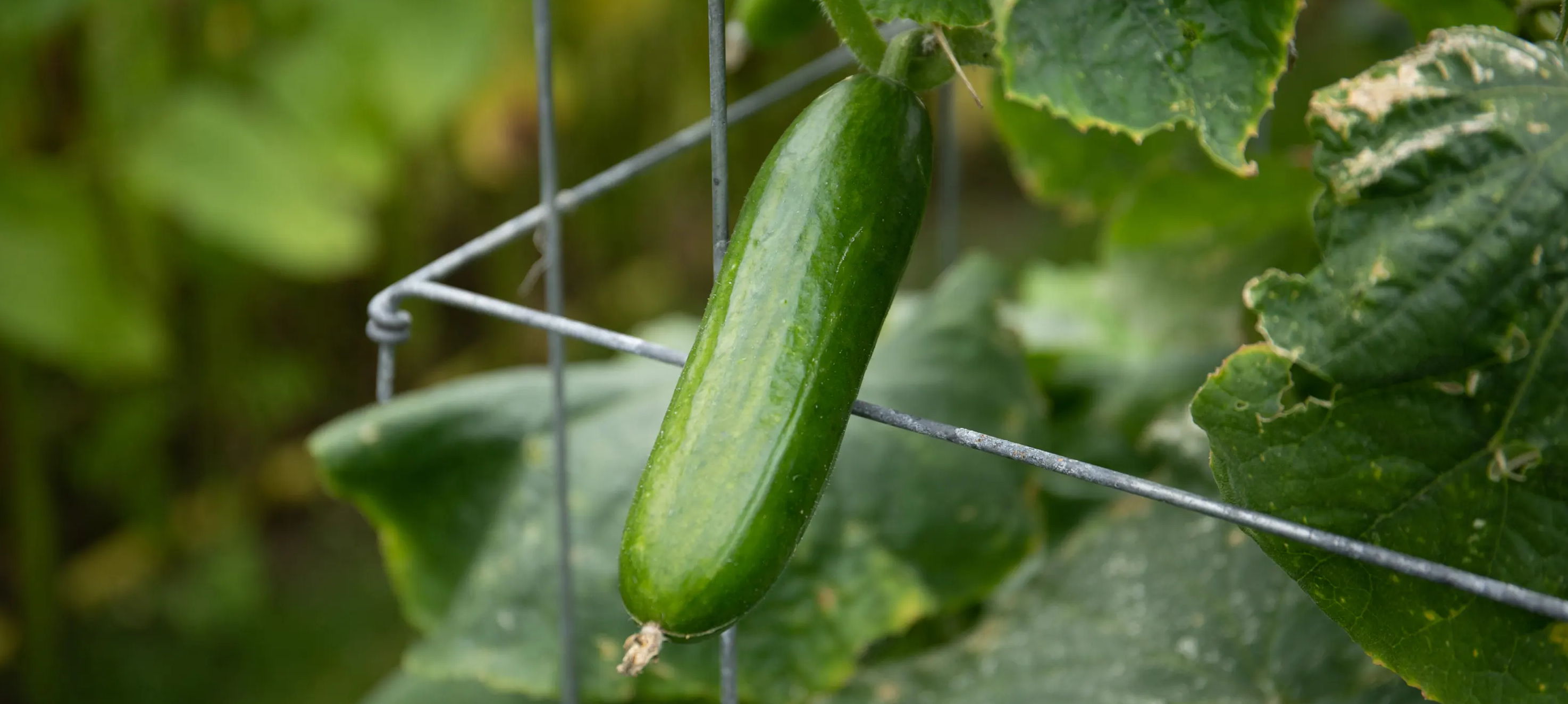 reen cucumber growing vertically on a wire support among the leaves of a healthy cucumber plant.