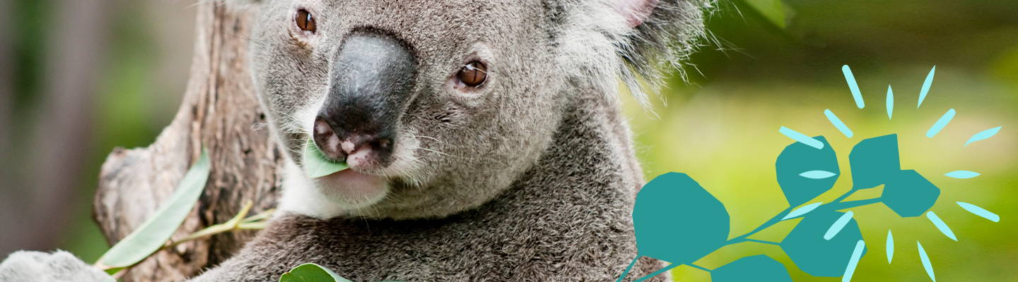 Koala Bear with eucalyptus leaves- Babo Botanicals 
