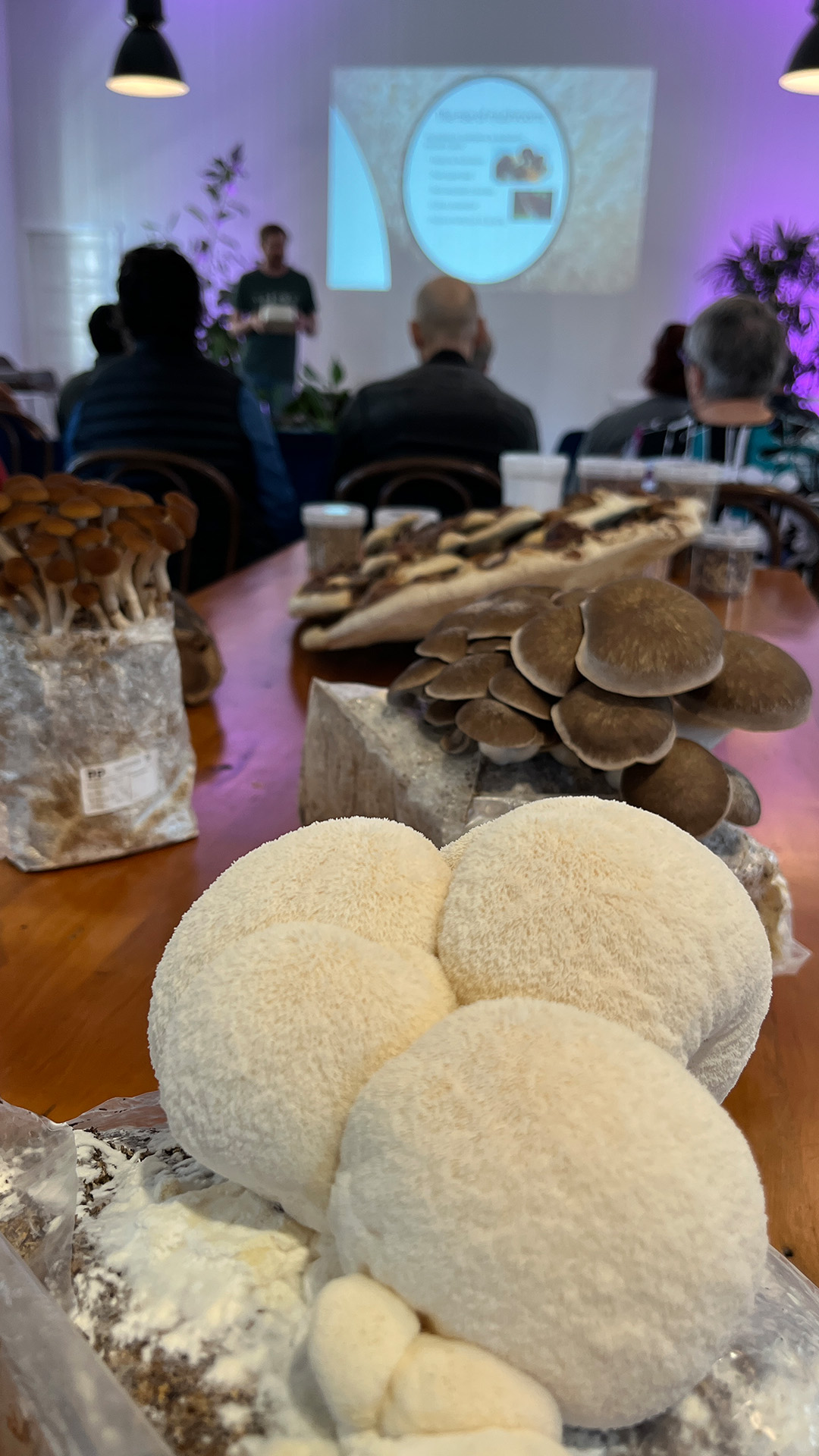 A Lion's Mane on display