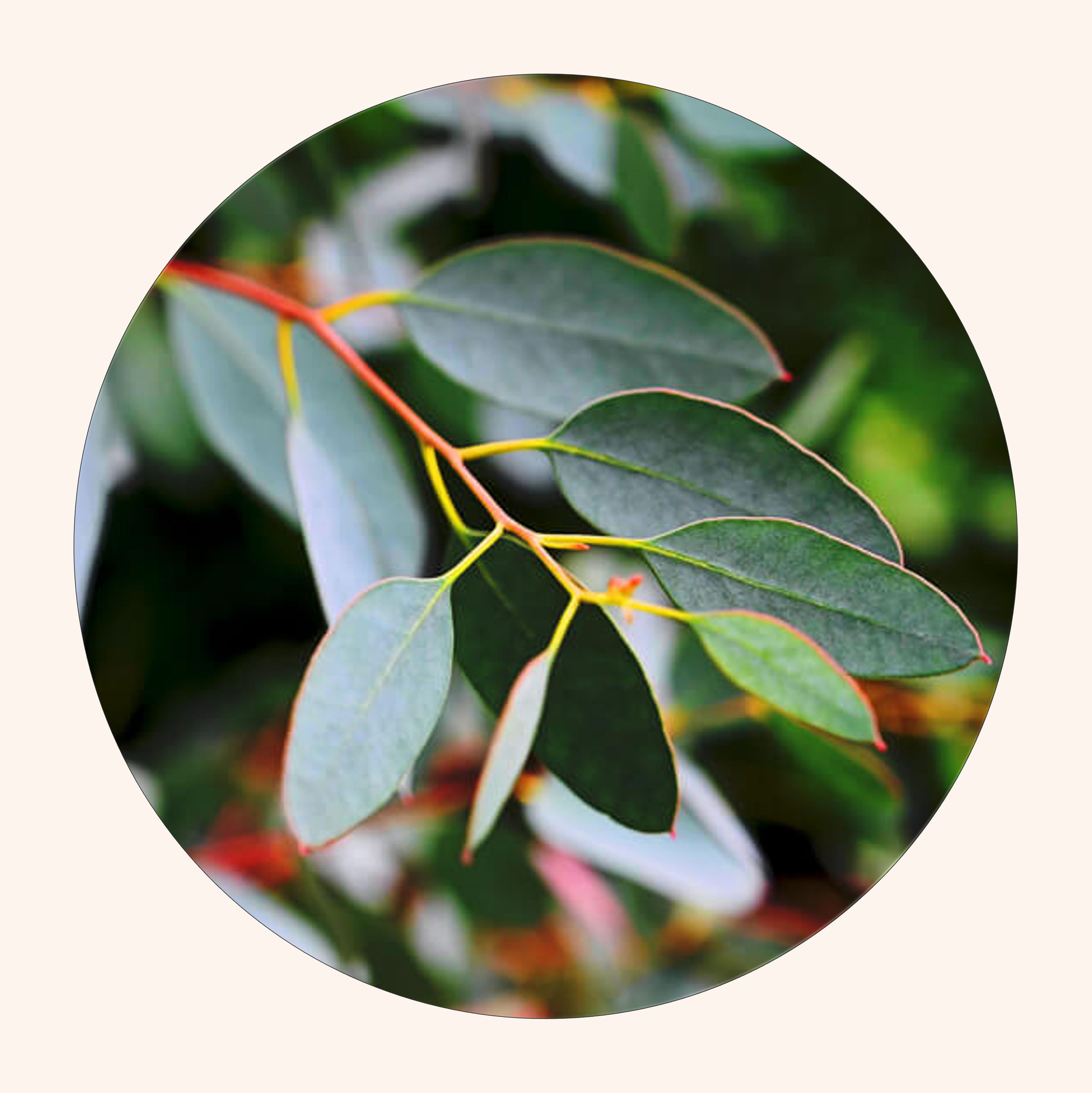 Close-up of green leaves arranged in a circular frame.