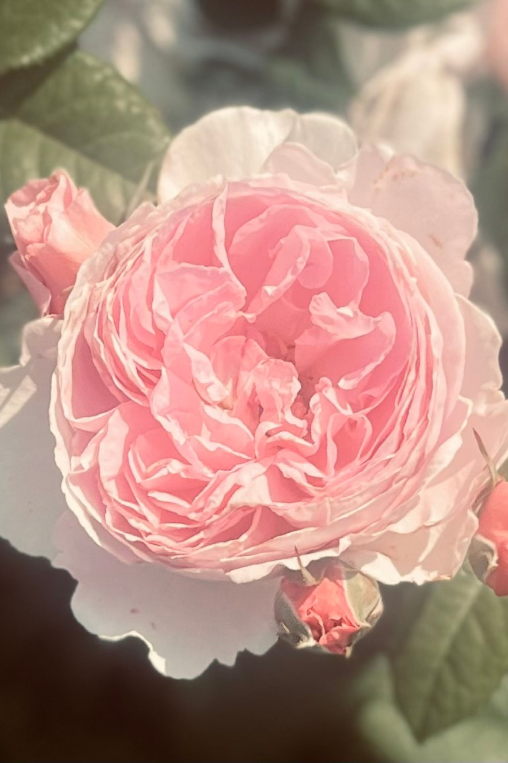 A close-up of a pink rose with delicate petals and green leaves at the Newport Flower Show in Rhode Island at The Breakers