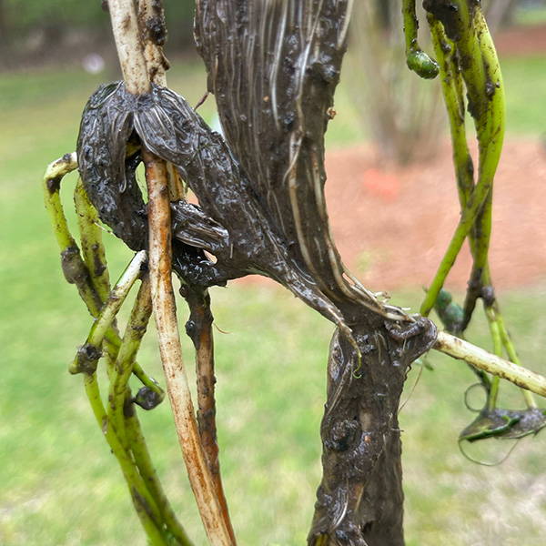 water-pennywort-roots