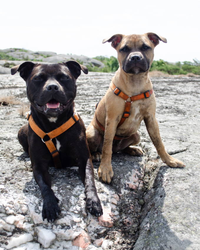 Mojo and Venus on a hike with dog crate