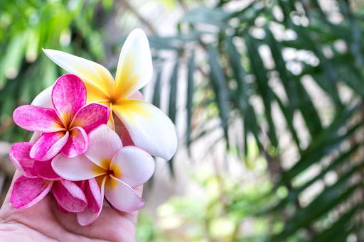 hands holding hibiscus flowers_Earth Day