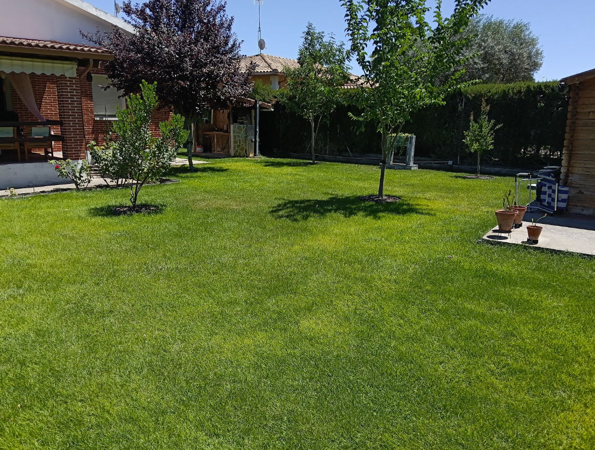 Lush green yard with trees and a garden shed under clear blue sky.