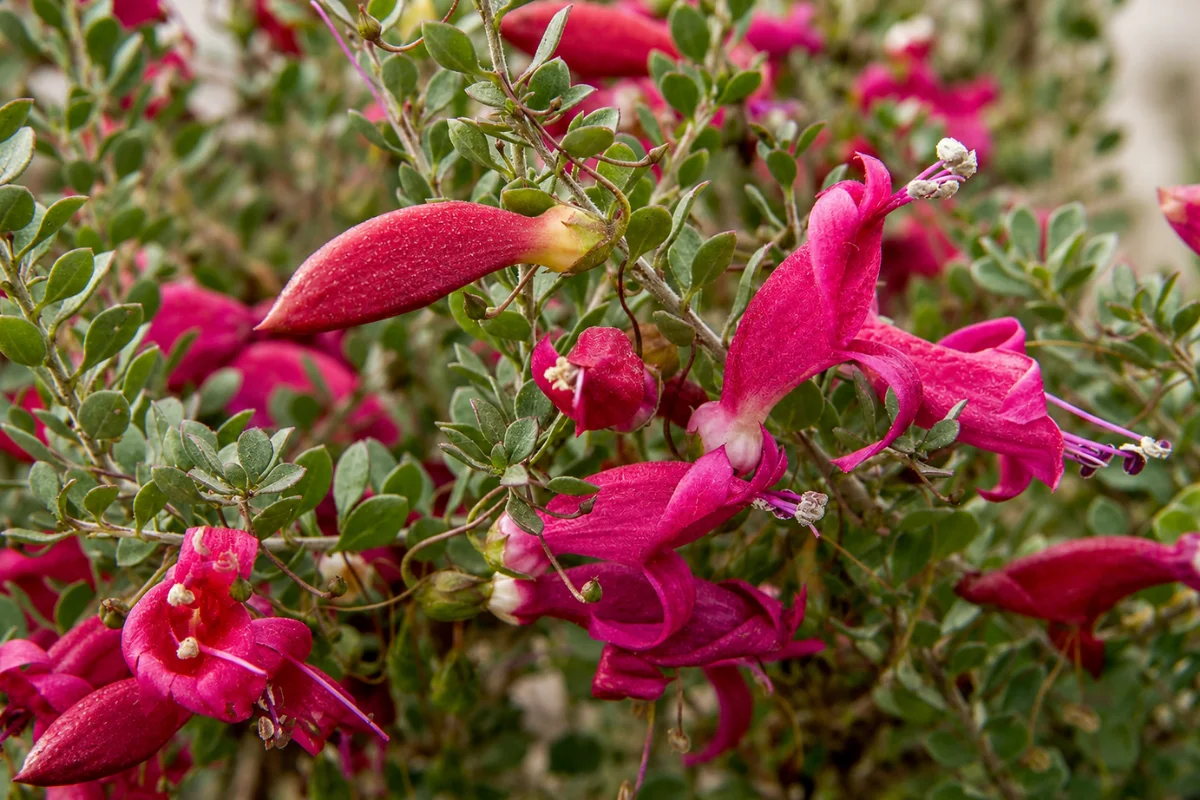 Valentine Bush (Eremophila maculata 'Valentine') showcasing vivid red-pink tubular flowers against evergreen foliage, a favorite hummingbird plant for Arizona gardens.