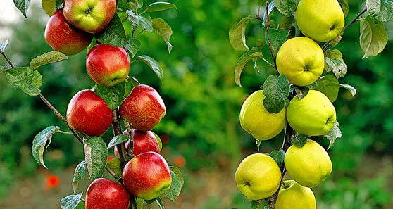Top 10 fruitbomen