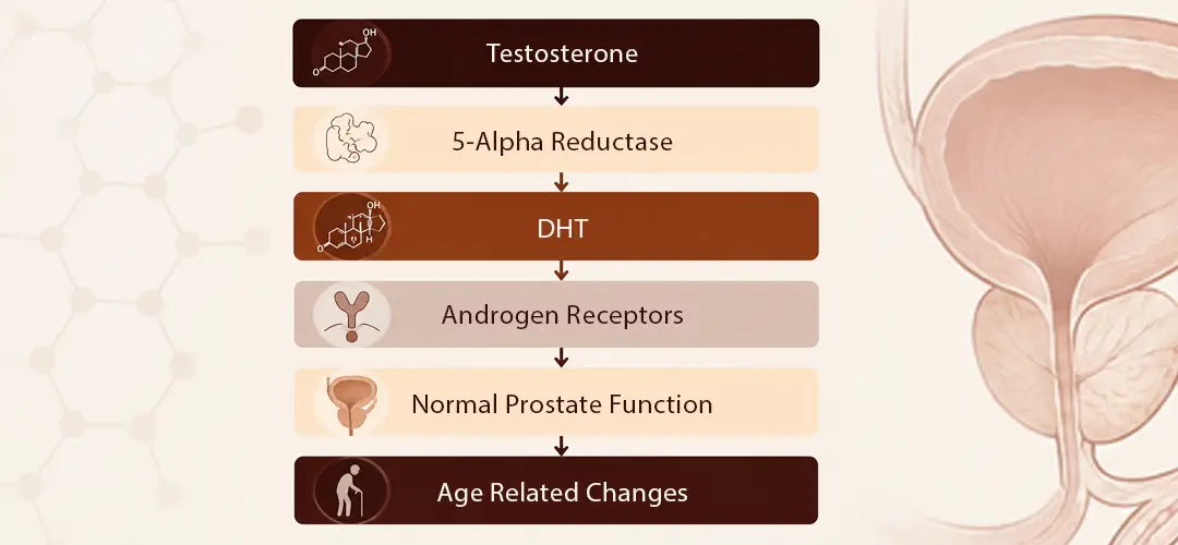 Flowchart illustrating testosterone effects and related biological functions.
