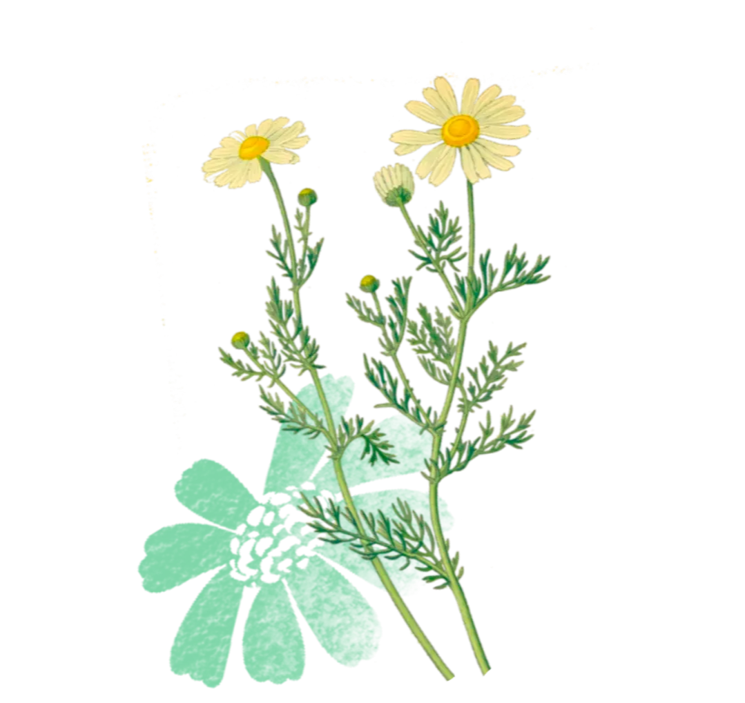 Organic Chamomile: Used for decades for a wide range of health benefits. Chamomile is commonly known to help with digestive rebalancing.
