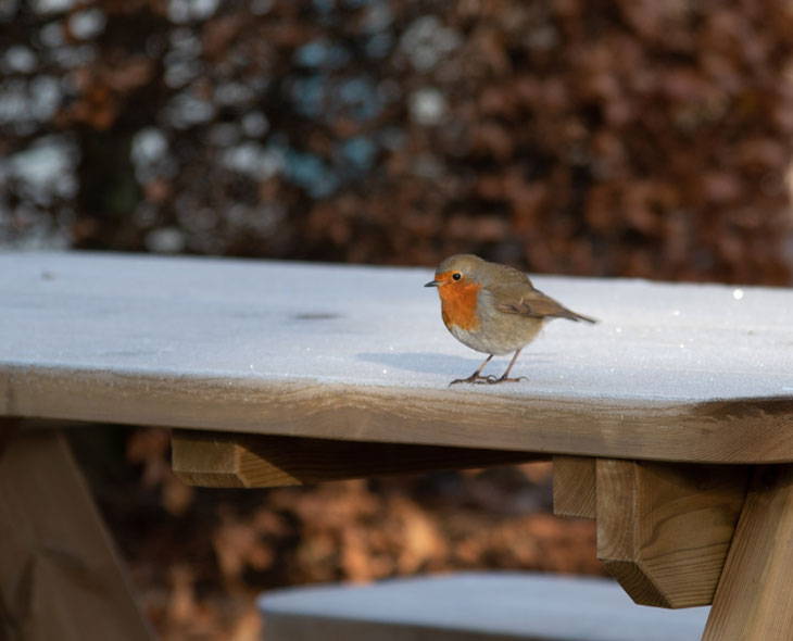 Robin perched on bench