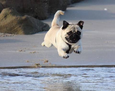 Cute pug dog jumping into water