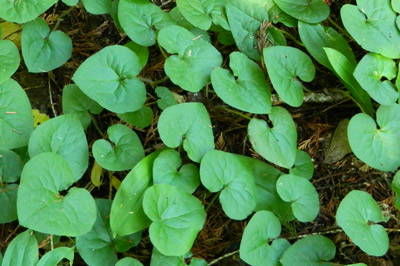 Wild Ginger growing from the ground
