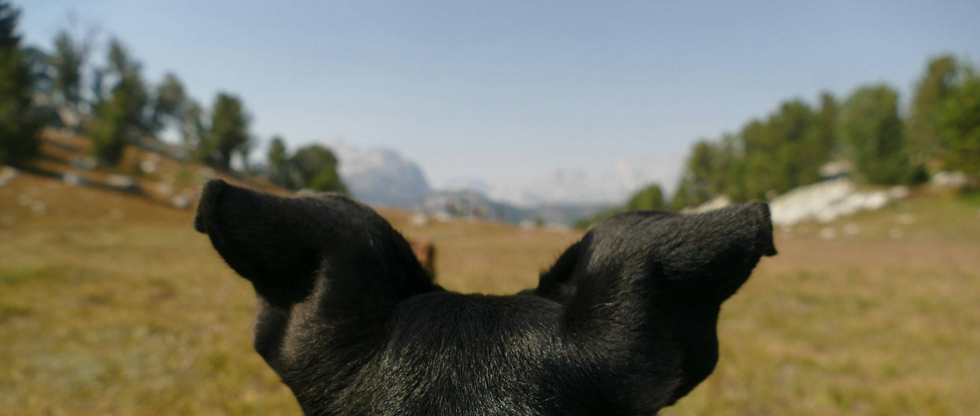 View from behind a dog's ears