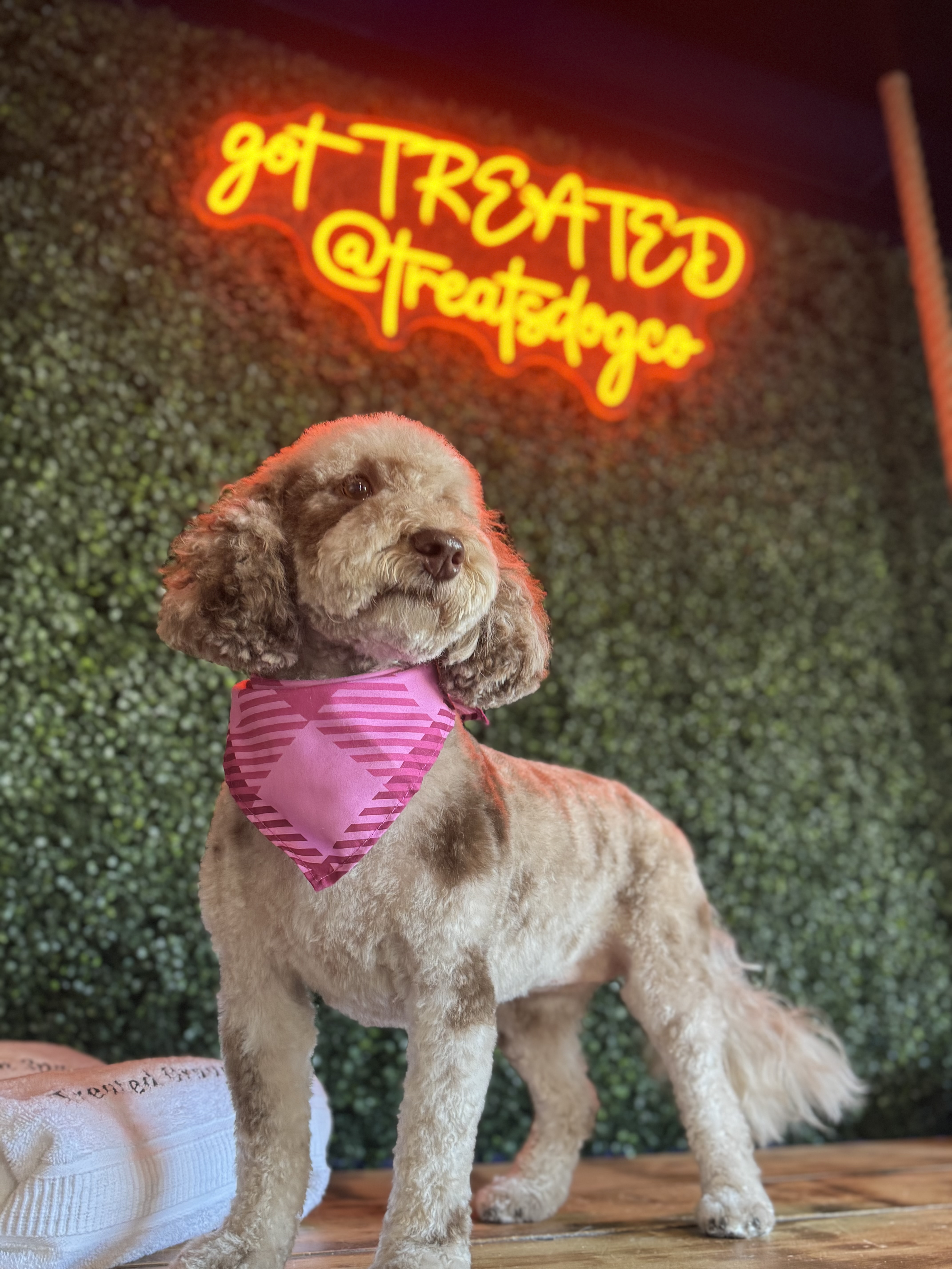 Freshly groomed curly-coated dog wearing a pink bandana