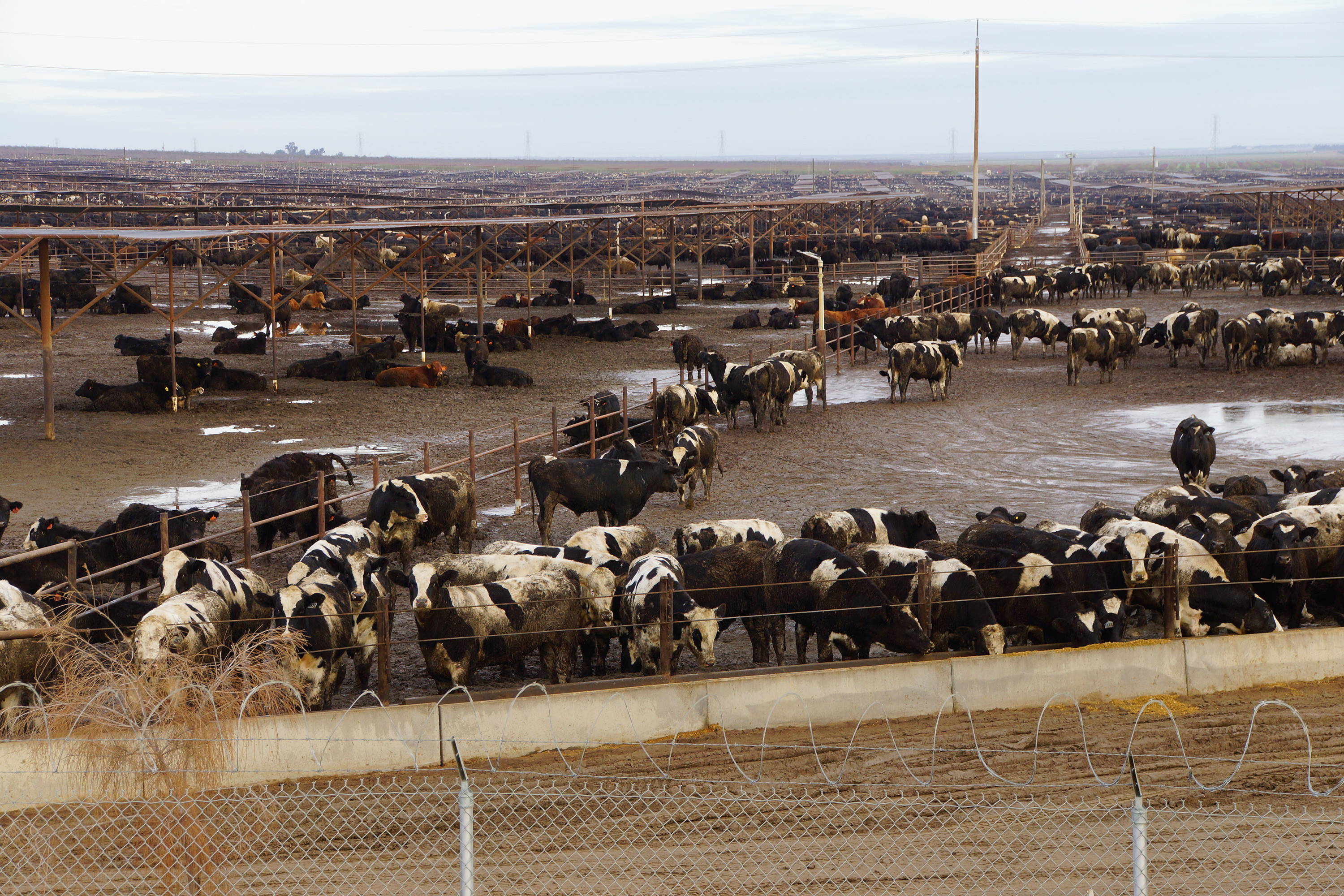 Животноводческий сток. Стоки животноводческих комплексов. Загрязнение воды стоками животноводческих ферм. Отходы от животноводства. Фермерские хозяйства загрязнение.