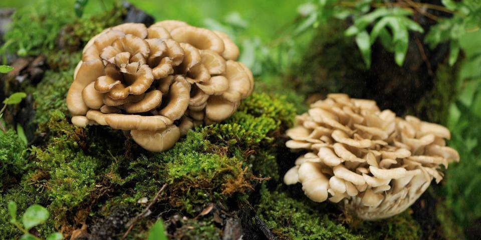 Maitake Mushroom Growing on Log