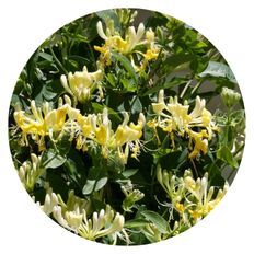 Photo of 'Scentsation' Honeysuckle