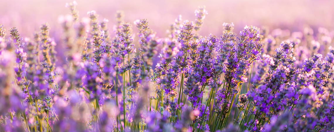 Hãy đắm mình trong sắc tím mộng mơ của hoa oải hương. Hình ảnh thơ mộng này sẽ đưa bạn đến vùng đất tuyệt đẹp của Provence, Nước Pháp, nơi hoa oải hương nở rộ khắp nơi. Chắc chắn rằng bạn sẽ cảm thấy sảng khoái và thư giãn khi ngắm nhìn bức ảnh đẹp này.