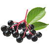 Organic Elderberry