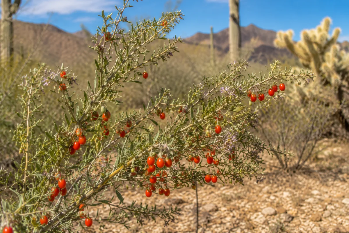 Wolfberry shrubs growing in the Sonoran Desert of Arizona, featuring clusters of bright red berries and delicate lavender flowers against a backdrop of saguaro cacti, desert mountains, and native arid landscape vegetation.