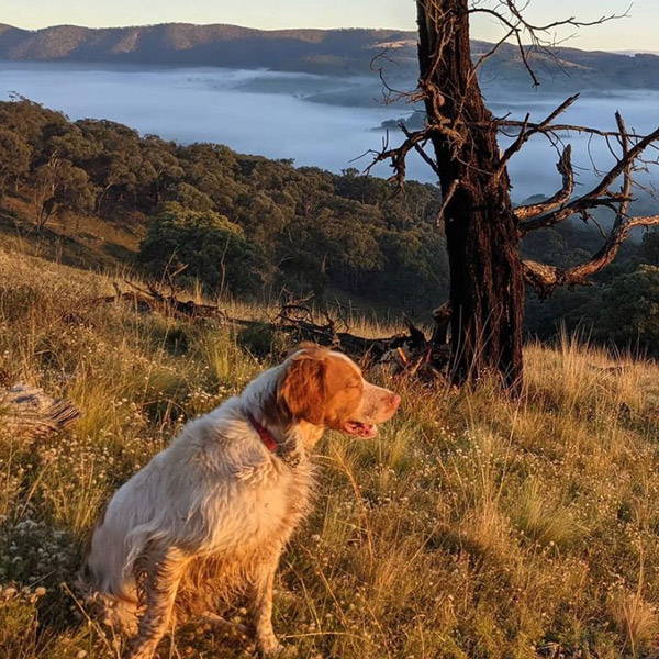 Turon Gates, Blue Mountains, The Best Dog-Friendly camping in NSW