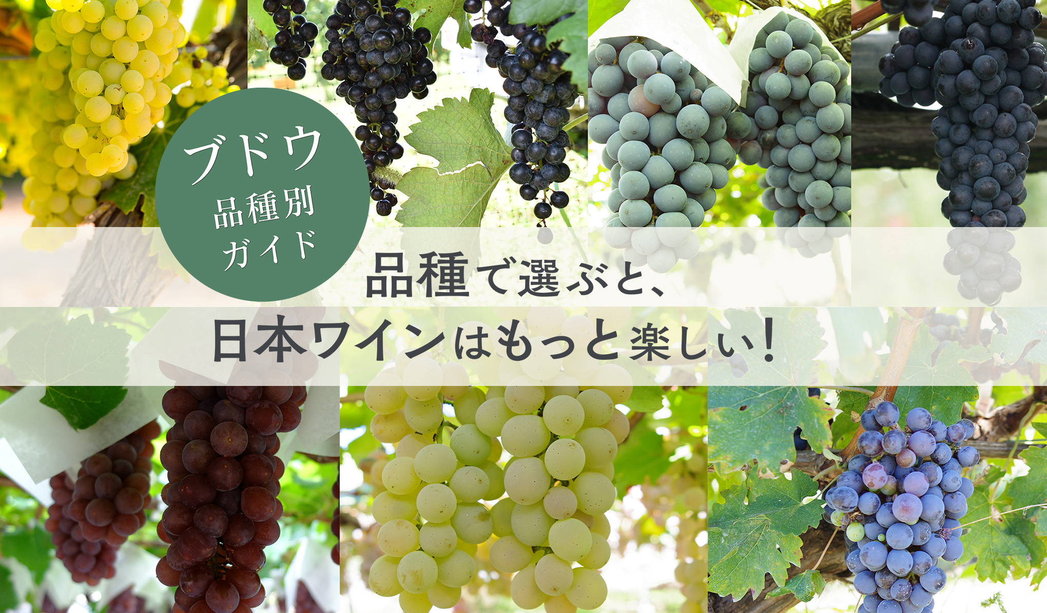 品種で選ぶと、日本ワインはもっと楽しい！ブドウ品種別ガイド