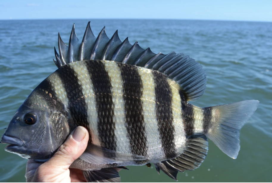 Sheepshead