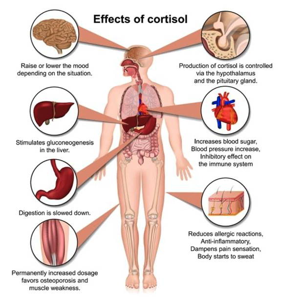 human body diagram of effects of cortisol on various organs