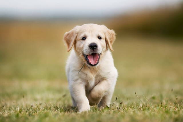 How To Deal With Puppy Diarrhea - Tips and Puppy Diarrhea Treatments