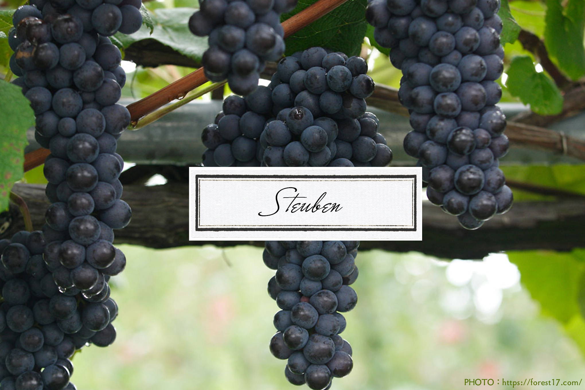 生食用ブドウ品種④スチューベン　ブドウそのものの果実味がたっぷり味わえるのが魅力。