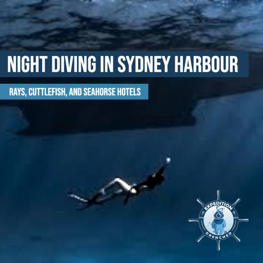 Night Dive in Sydney Harbour