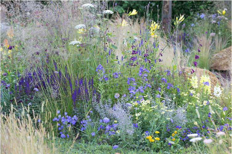 Wild Grass Border