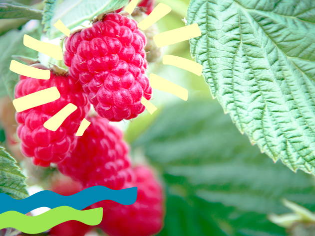 Raspberry fruit- Babo Botanicals