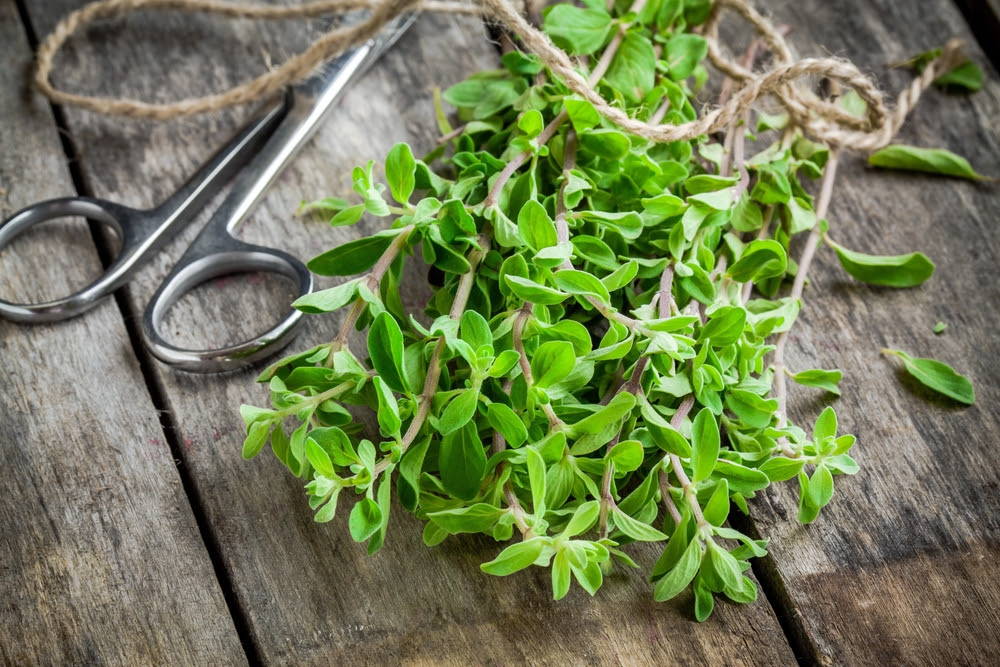 marjoram with scissors with twine on cutting board