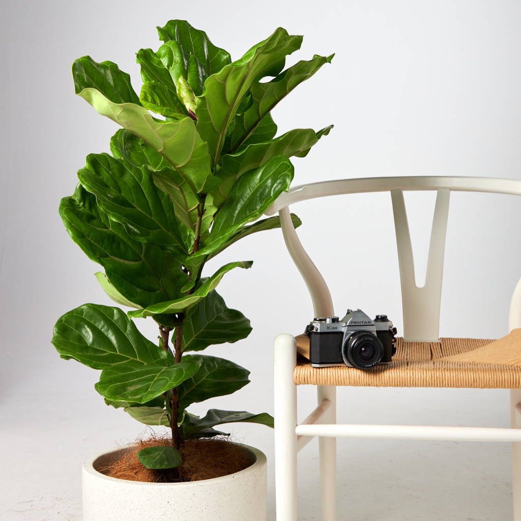 Fiddle Leaf Fig from The Good Plant Co