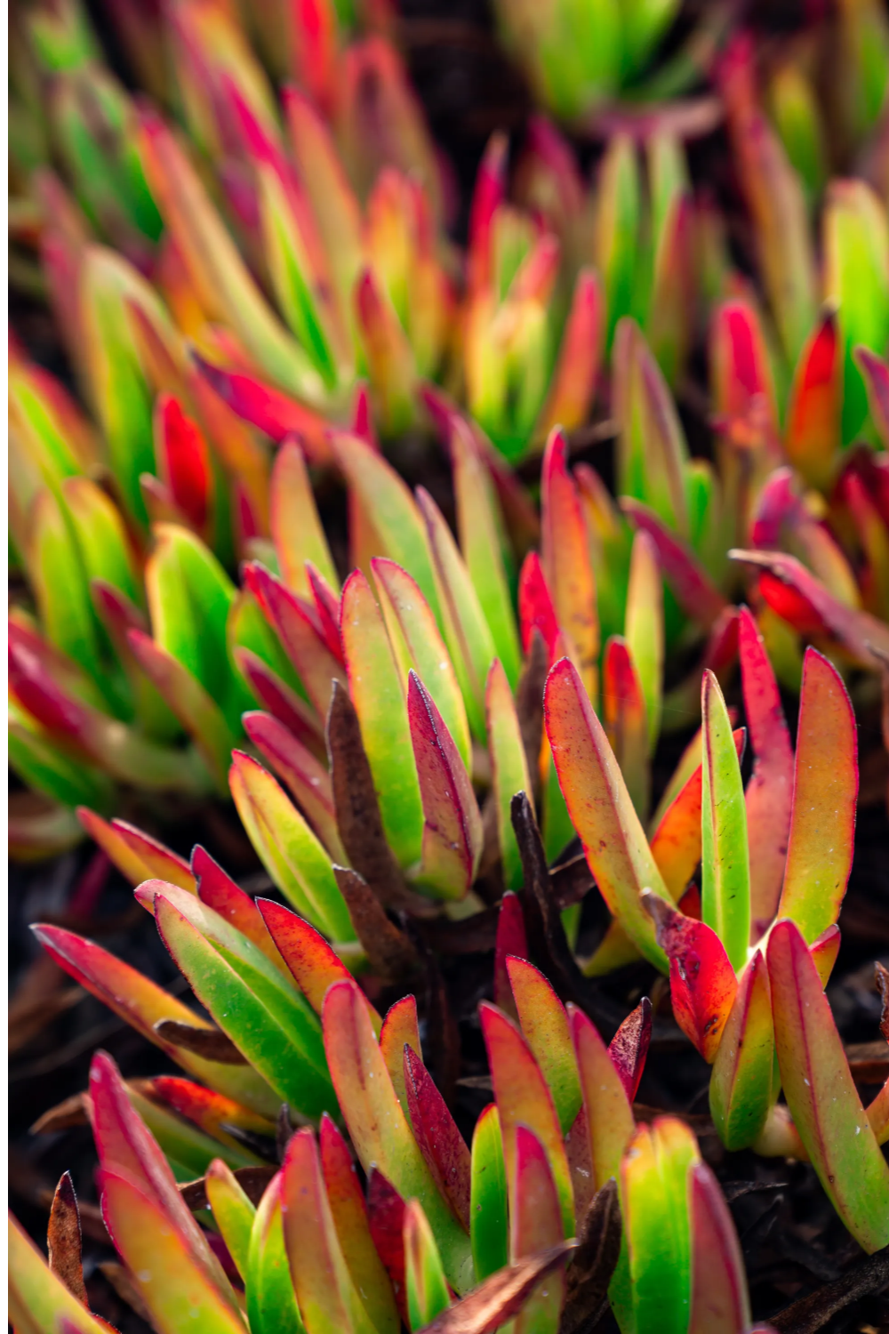 Red and green leaves of Coastal Hottentot Fig ice plant succulents in the morning sun.