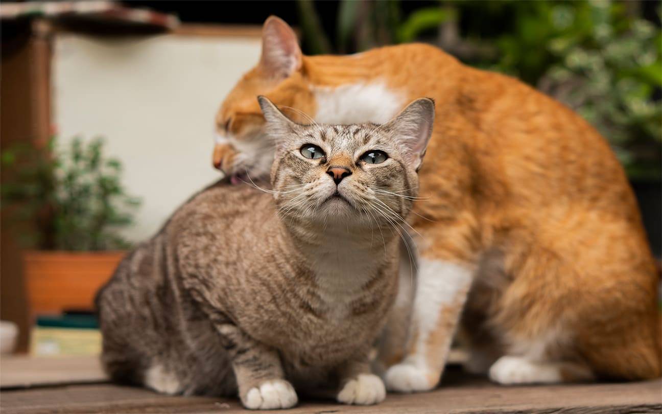 Katzen  unterstützen  sich gegenseitig bei der Fellpflege