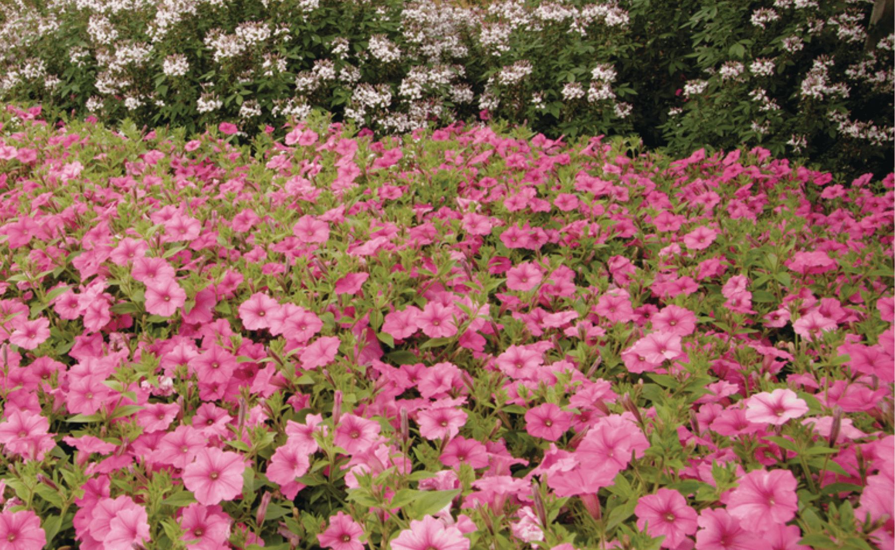 Photo of Supertunia Vista® Bubblegum® II Petunia